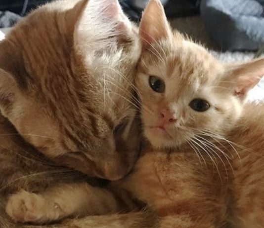 4 gattini hanno bisogno di amore, un gatto maschio diventa il loro papà