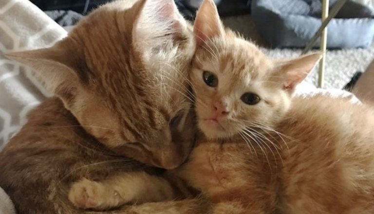 4 gattini hanno bisogno di amore, un gatto maschio diventa il loro papà