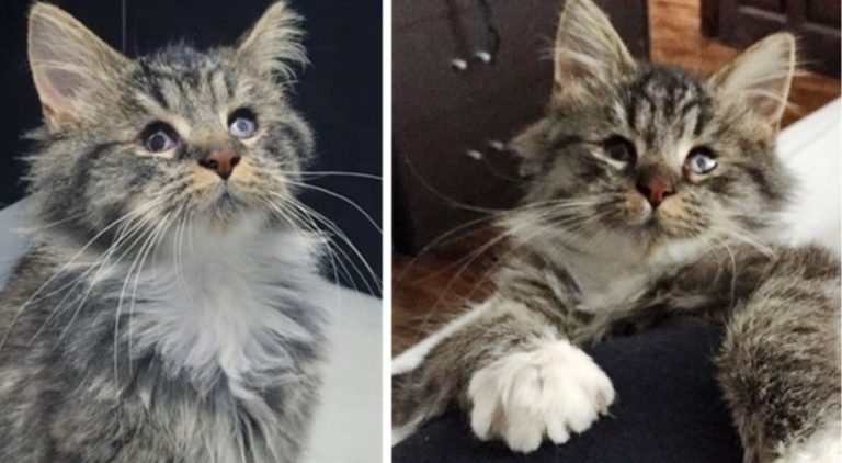 Gattina cieca trovata in strada viene salvata e regala coccole a tutti