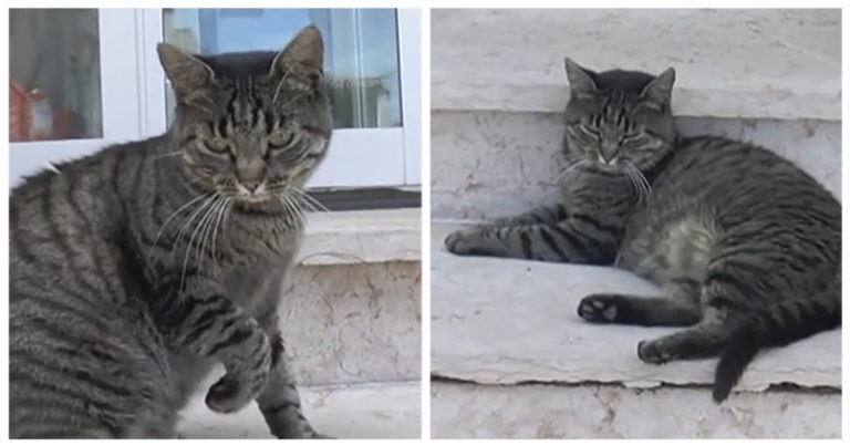 Tenny, la gatta che attende da mesi il suo padrone all’ospedale