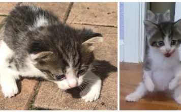 Gattina nata con le zampe anteriori deformi non lascia che la sua condizione la fermi