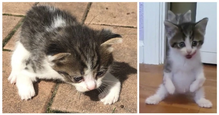 Gattina nata con le zampe anteriori deformi non lascia che la sua condizione la fermi