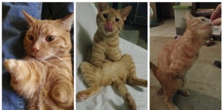 gatto 2 zampe
