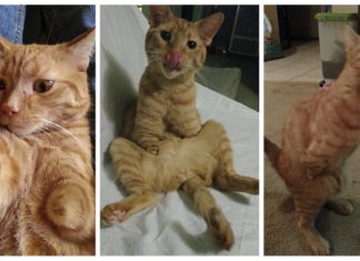 gatto 2 zampe