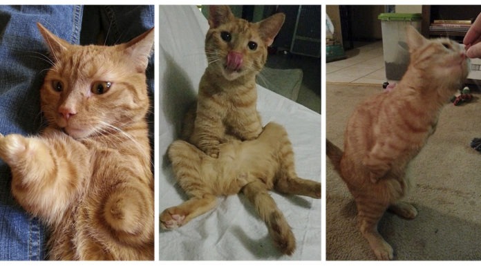 gatto 2 zampe