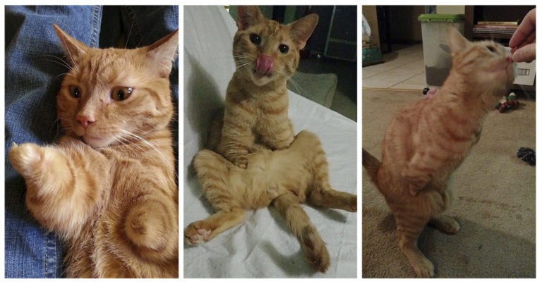 gatto 2 zampe