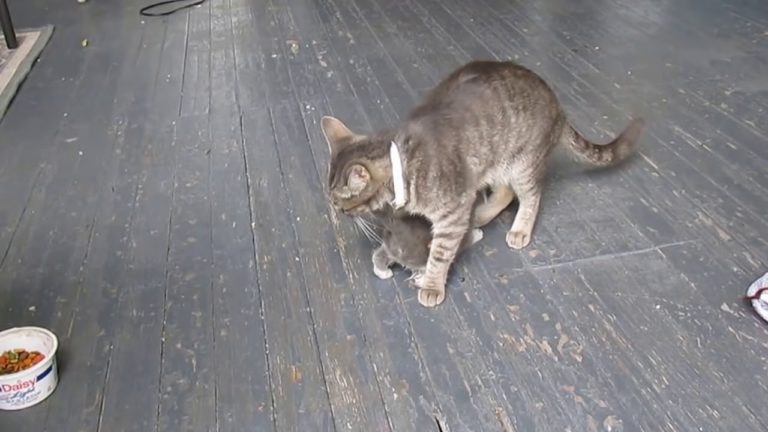 Salvataggio di un gattino caduto in un vespaio