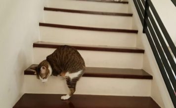 Un gatto senza le zampe anteriori ha imparato come scendere le scale