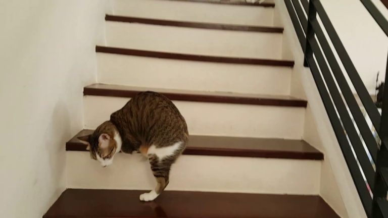 Un gatto senza le zampe anteriori ha imparato come scendere le scale