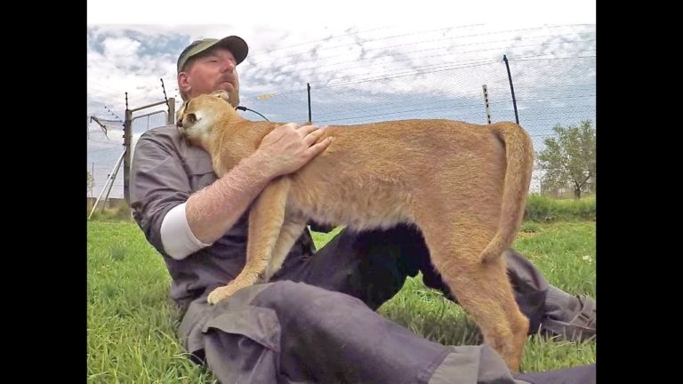 Stewie il caracal pensa che io sia la sua mamma