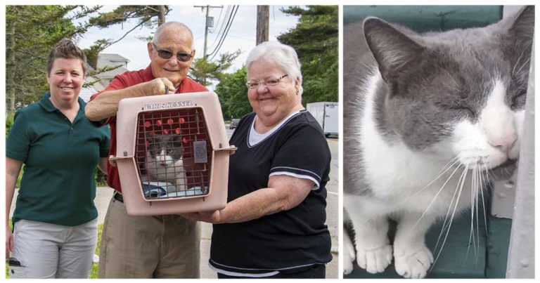 Gatto torna dalla sua famiglia 10 anni dopo la morte della sua proprietaria
