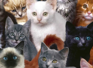 razze di gatti