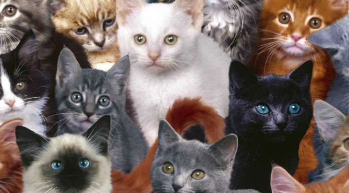 razze di gatti