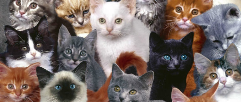 razze di gatti