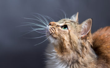 La caduta dei baffi del gatto: c’è da preoccuparsi?