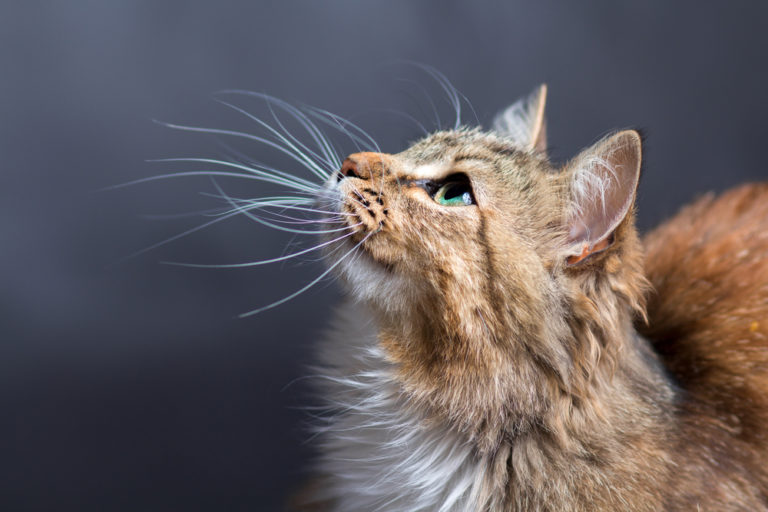 La caduta dei baffi del gatto: c’è da preoccuparsi?