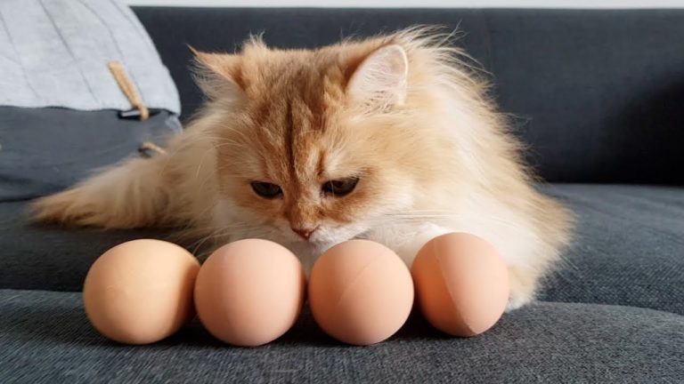Uova ai gatti: sì o no?