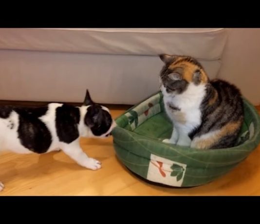 Cani e gatti che litigano per il posto