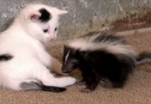 Gattino e puzzola