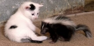 Gattino e puzzola