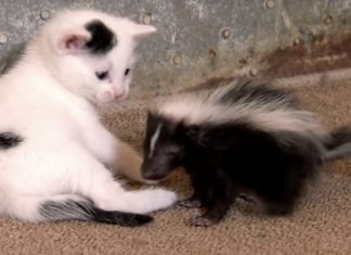 Gattino e puzzola