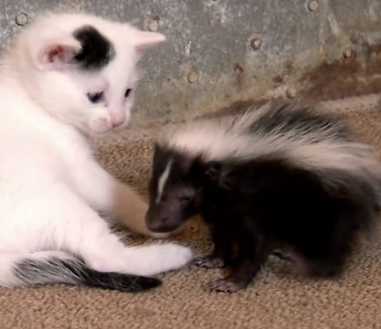 Gattino vs puzzola. Chi vincerà? Gattino e puzzola