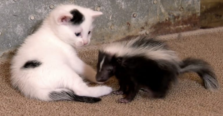 Gattino e puzzola