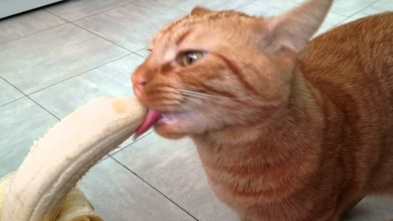 Gatto che mangia una banana