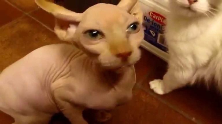 Gru il gatto Sphynx reclama la pappa