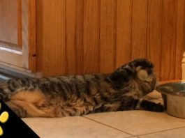 Gatto pigro beve da sdraiato