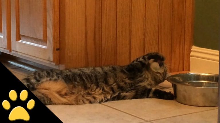 Gatto pigro beve da sdraiato