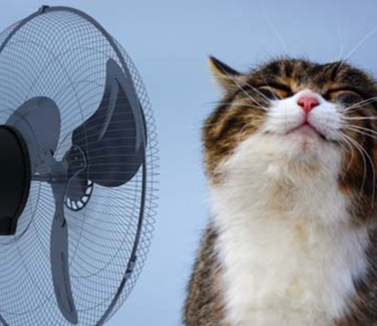 Arriva il caldo: 5 consigli per la salute del tuo micio