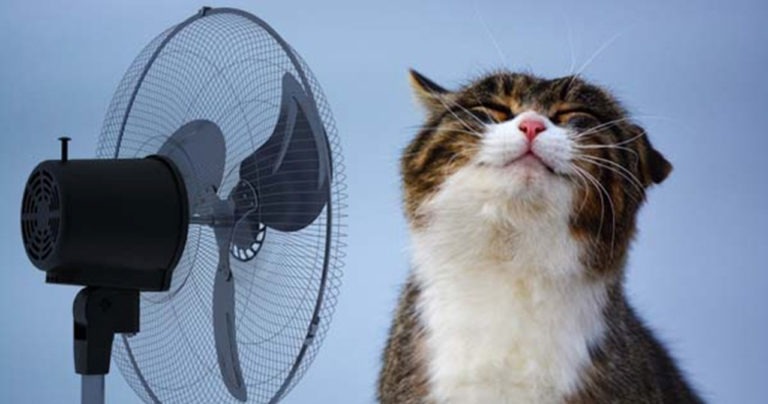 Arriva il caldo: 5 consigli per la salute del tuo micio