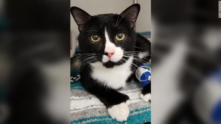 Gatto sopravvive a un lavaggio completo in lavatrice