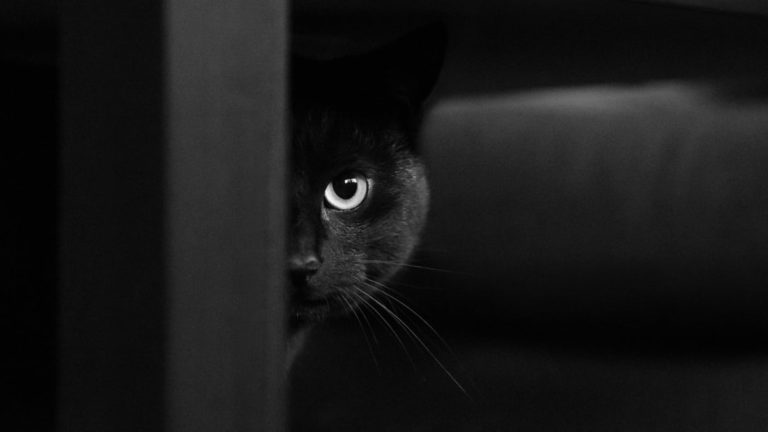 Laila, la gattina che va in palestra per perdere peso