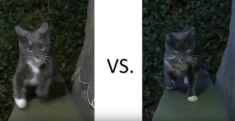 Un ingegnere Amazon ha creato una gattaiola intelligente per impedire al gatto di portare a casa animali morti