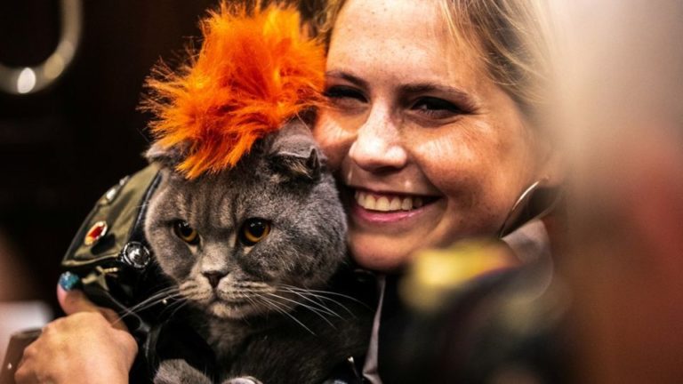 Cat Fashion Show: gatti in passerella per incentivare le adozioni