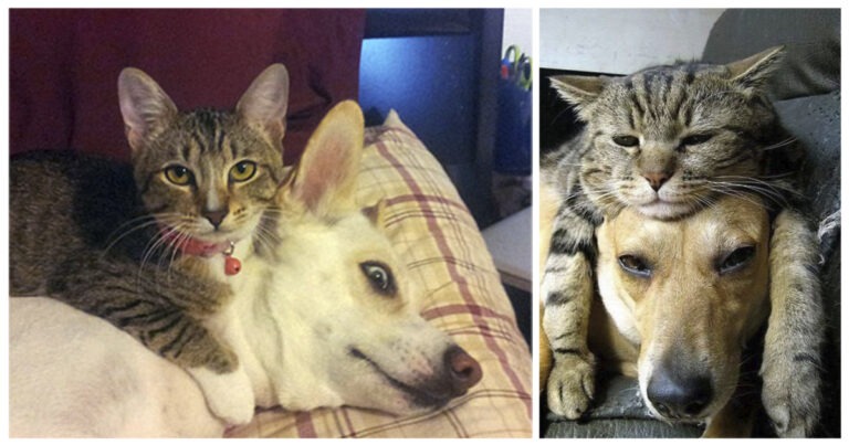 20+ gatti che dormono sui cani