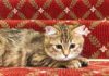 hotel di londra adotta gatto siberiano