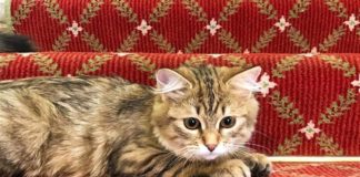 hotel di londra adotta gatto siberiano