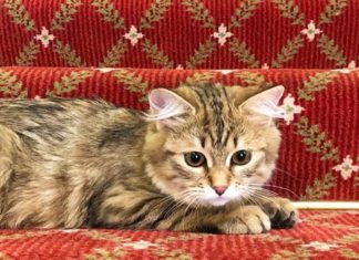 hotel di londra adotta gatto siberiano