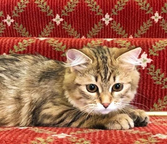 hotel di londra adotta gatto siberiano