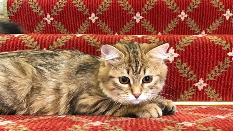 hotel di londra adotta gatto siberiano