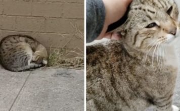 Un gatto randagio è felicissimo dopo essere stato salvato dalla strada