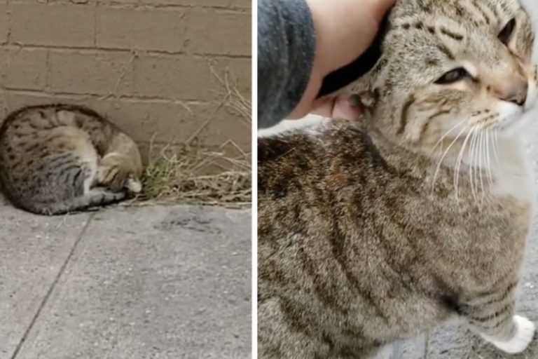 Un gatto randagio è felicissimo dopo essere stato salvato dalla strada