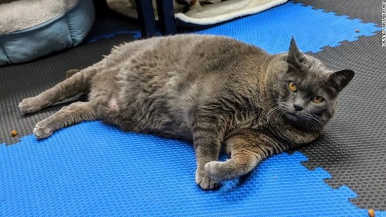 Cinderblock, gatto pigro e sovrappeso, prova a rimettersi in forma