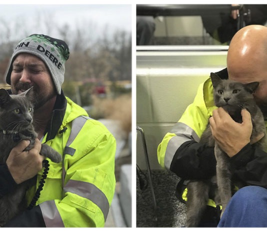 camionista ritrova il suo gatto