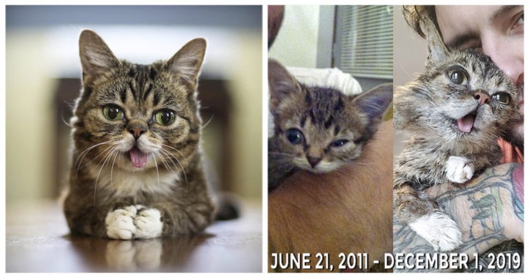 Addio Lil Bub: muore a 8 anni una delle cat-celebrities più amate del Web