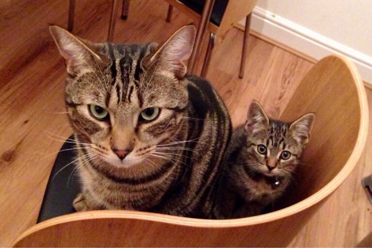 10+ Gatti grandi e piccoli che si assomigliano in modo impressionante