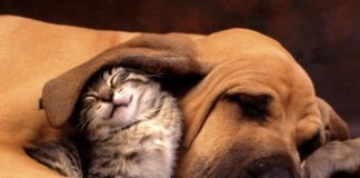 coronavirus cani gatti